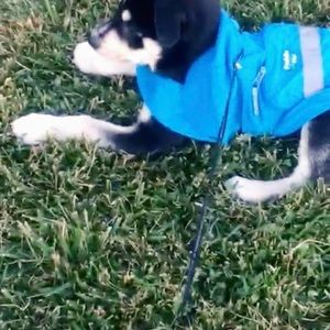 Meet your Posher, Johnny